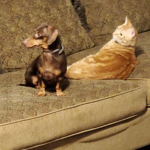 Meet your Posher, Rose